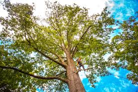 How Our Tree Care Process Works  in  Lauderdale, MN