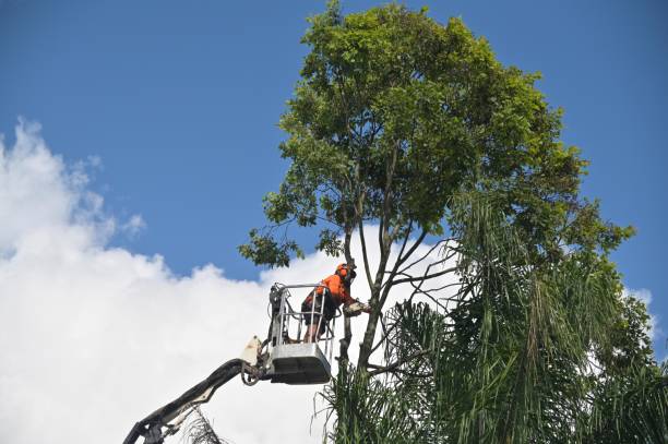  Lauderdale, MN Tree Care Pros